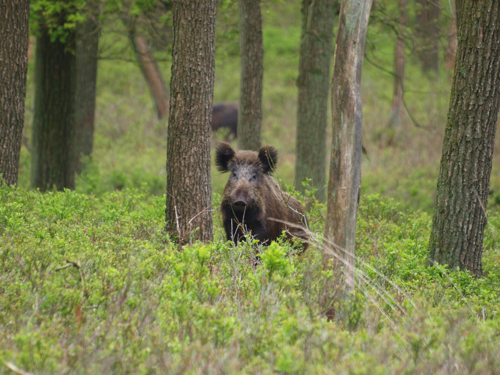 Wild zwijn in de natuur, zoals te zien in de jachtsimulatie